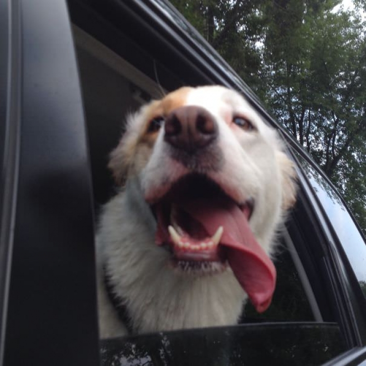 Illustration de l'article : Pourquoi les chiens adorent passer la tête par la fenêtre en voiture ?