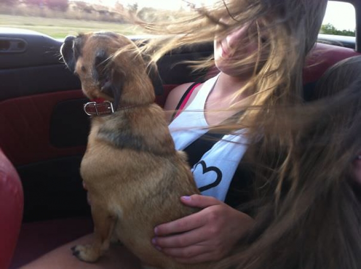 Illustration de l'article : Pourquoi les chiens adorent passer la tête par la fenêtre en voiture ?