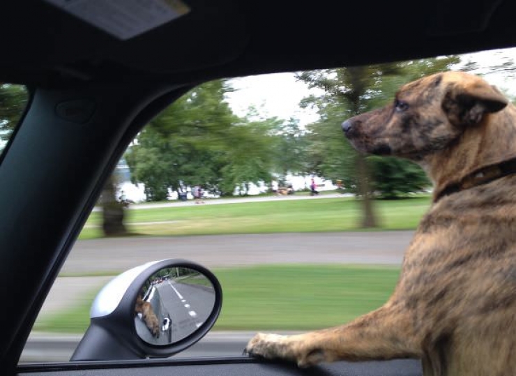 Illustration de l'article : Pourquoi les chiens adorent passer la tête par la fenêtre en voiture ?