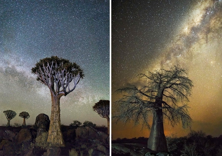 La Ou Les Arbres Rencontrent Les Etoiles De très vieux arbres sublimés par les cieux étoilés et l'objectif de
