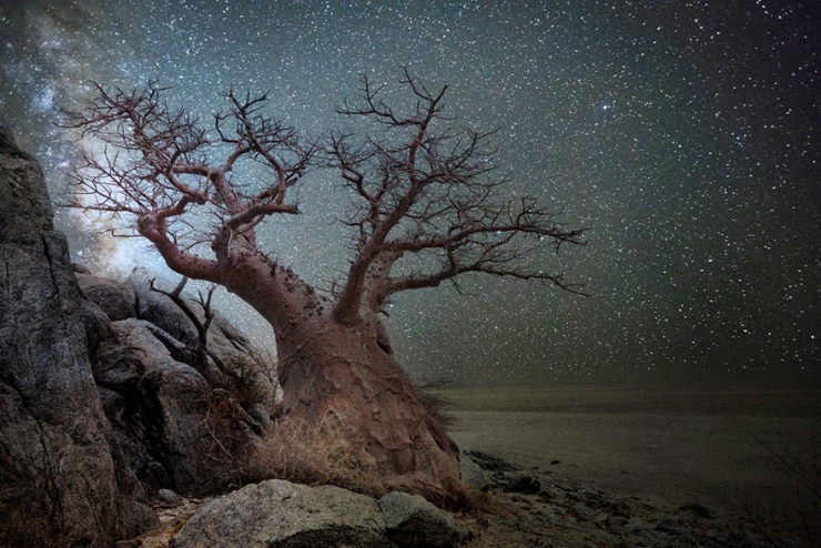 La Ou Les Arbres Rencontrent Les Etoiles De très vieux arbres sublimés par les cieux étoilés et l'objectif de