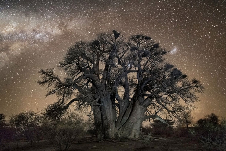 La Ou Les Arbres Rencontrent Les Etoiles De très vieux arbres sublimés par les cieux étoilés et l'objectif de