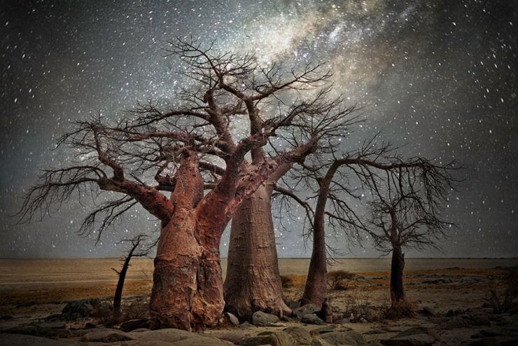 La Ou Les Arbres Rencontrent Les Etoiles De très vieux arbres sublimés par les cieux étoilés et l'objectif de