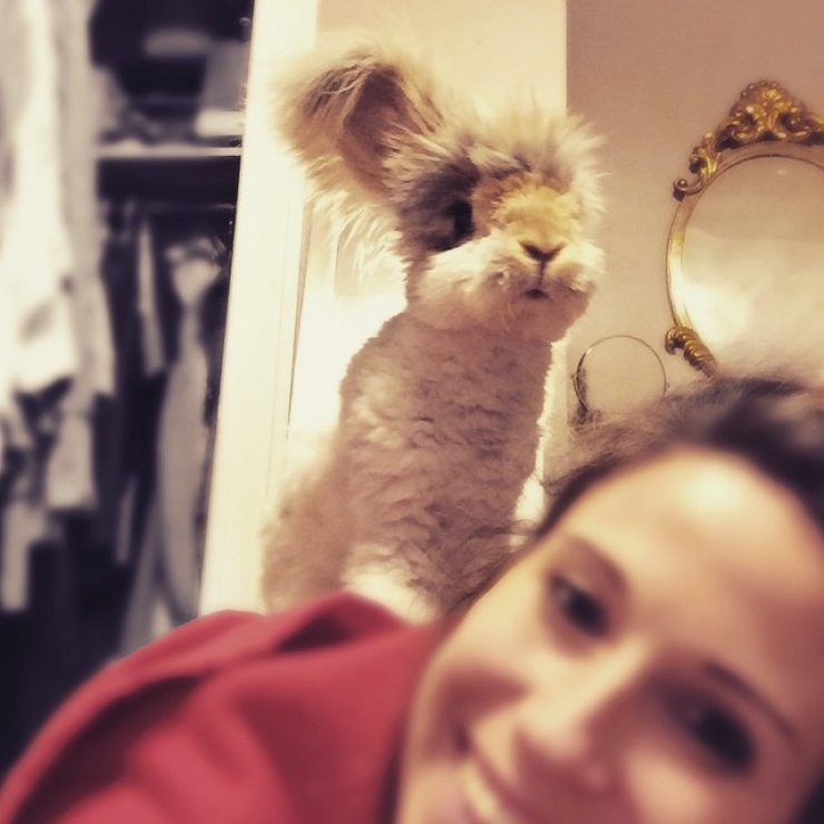 Illustration de l'article : Voici Wally, le lapin aux oreilles en forme d'ailes d'ange