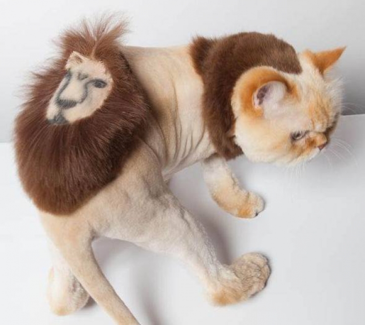 Illustration de l'article : Si vous aimez sincèrement votre chat, ne lui "offrez" surtout pas l'une de ces coupes