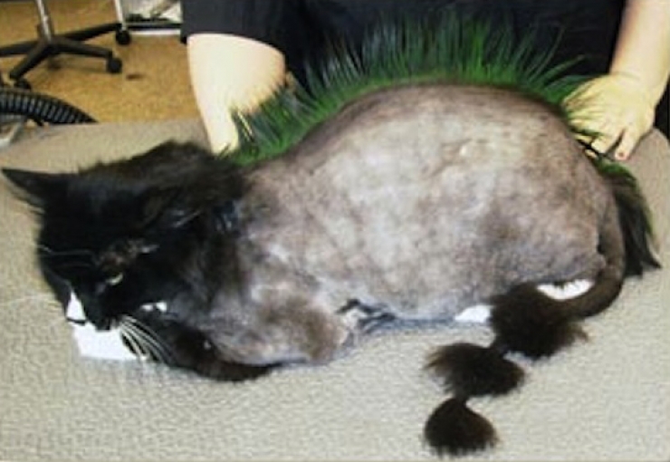 Illustration de l'article : Si vous aimez sincèrement votre chat, ne lui "offrez" surtout pas l'une de ces coupes