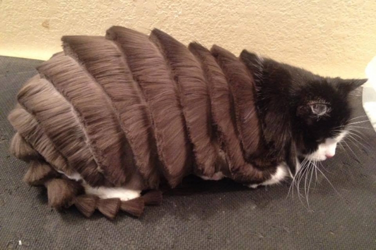 Illustration de l'article : Si vous aimez sincèrement votre chat, ne lui "offrez" surtout pas l'une de ces coupes