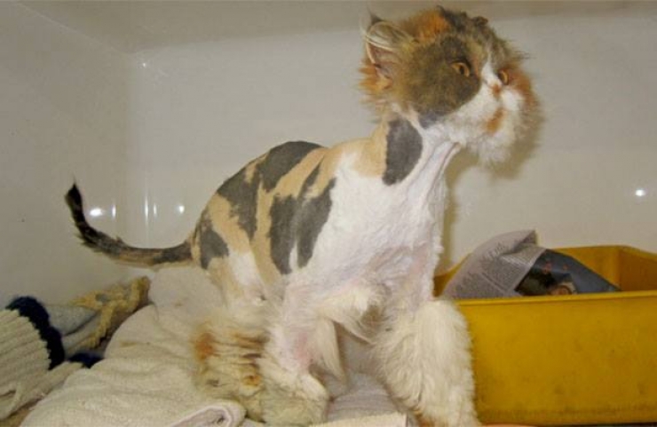 Illustration de l'article : Si vous aimez sincèrement votre chat, ne lui "offrez" surtout pas l'une de ces coupes