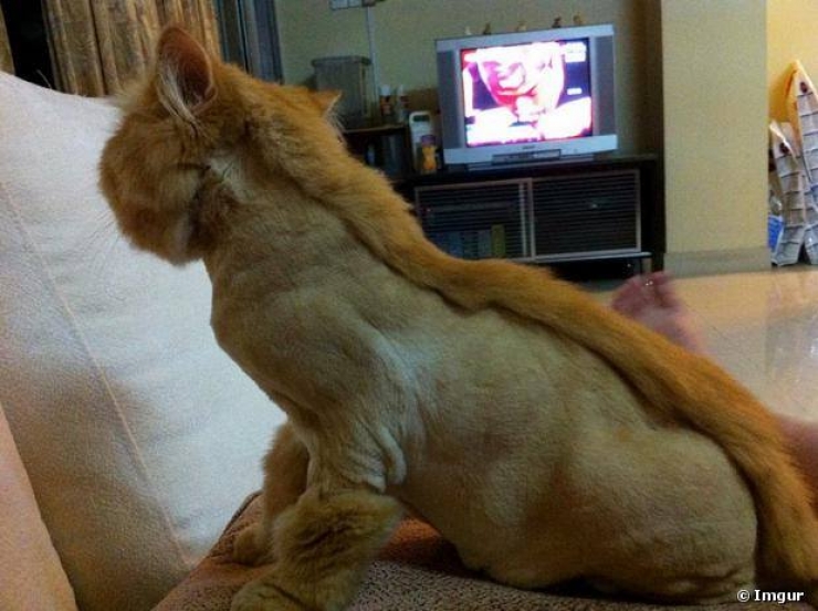 Illustration de l'article : Si vous aimez sincèrement votre chat, ne lui "offrez" surtout pas l'une de ces coupes