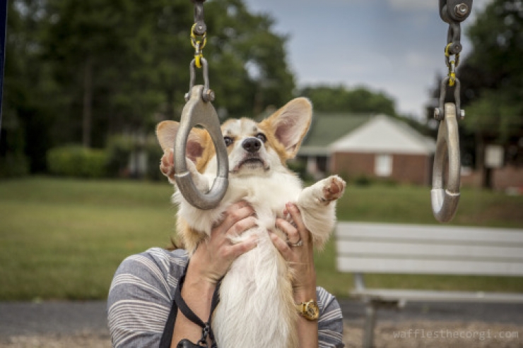 Illustration de l'article : 14 chiens qui s'amusent comme des fous dans des parcs de jeux