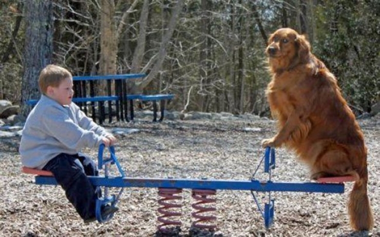 Illustration de l'article : 14 chiens qui s'amusent comme des fous dans des parcs de jeux