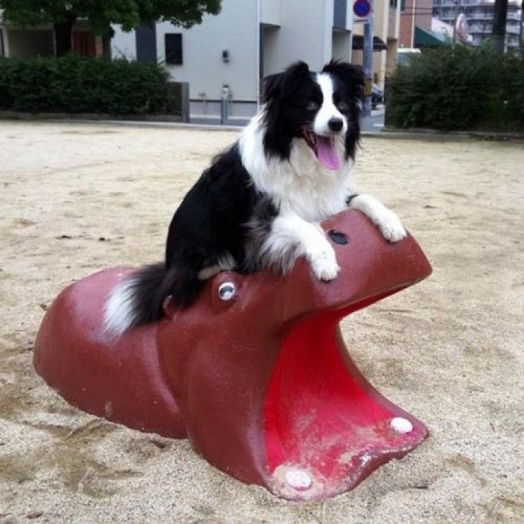 Illustration de l'article : 14 chiens qui s'amusent comme des fous dans des parcs de jeux