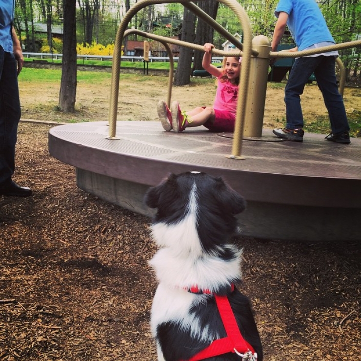 Illustration de l'article : 14 chiens qui s'amusent comme des fous dans des parcs de jeux