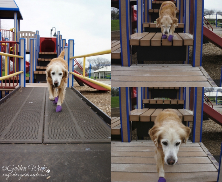 Illustration de l'article : 14 chiens qui s'amusent comme des fous dans des parcs de jeux