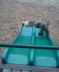 Illustration de l'article : 14 chiens qui s'amusent comme des fous dans des parcs de jeux