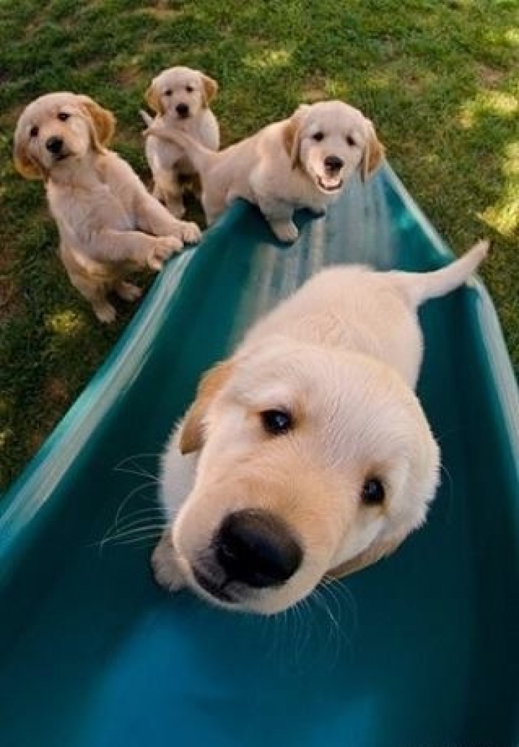 Illustration de l'article : 14 chiens qui s'amusent comme des fous dans des parcs de jeux