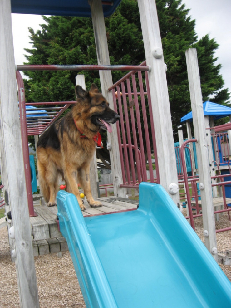 Illustration de l'article : 14 chiens qui s'amusent comme des fous dans des parcs de jeux