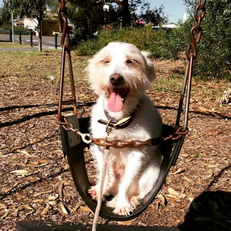 Illustration de l'article : 14 chiens qui s'amusent comme des fous dans des parcs de jeux
