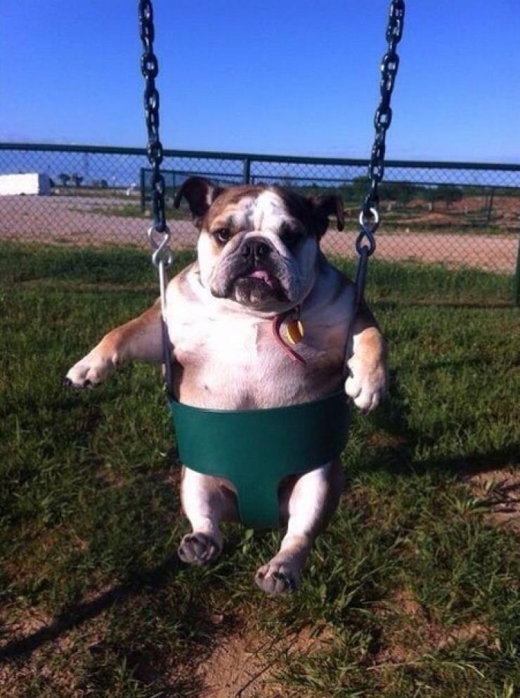 Illustration de l'article : 14 chiens qui s'amusent comme des fous dans des parcs de jeux