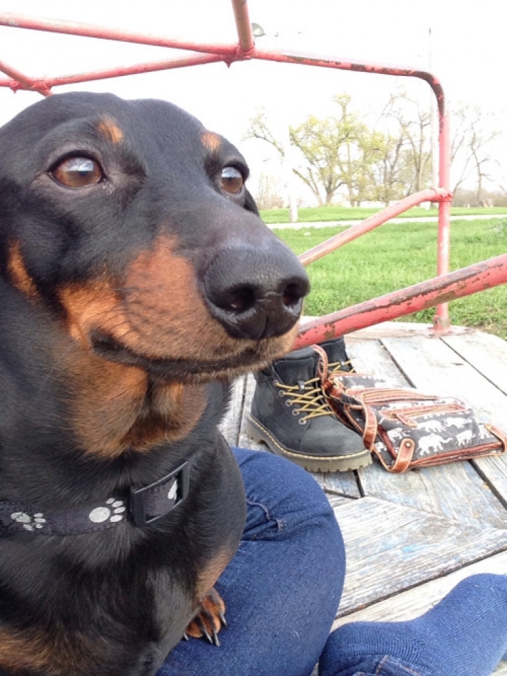 Illustration de l'article : 14 chiens qui s'amusent comme des fous dans des parcs de jeux