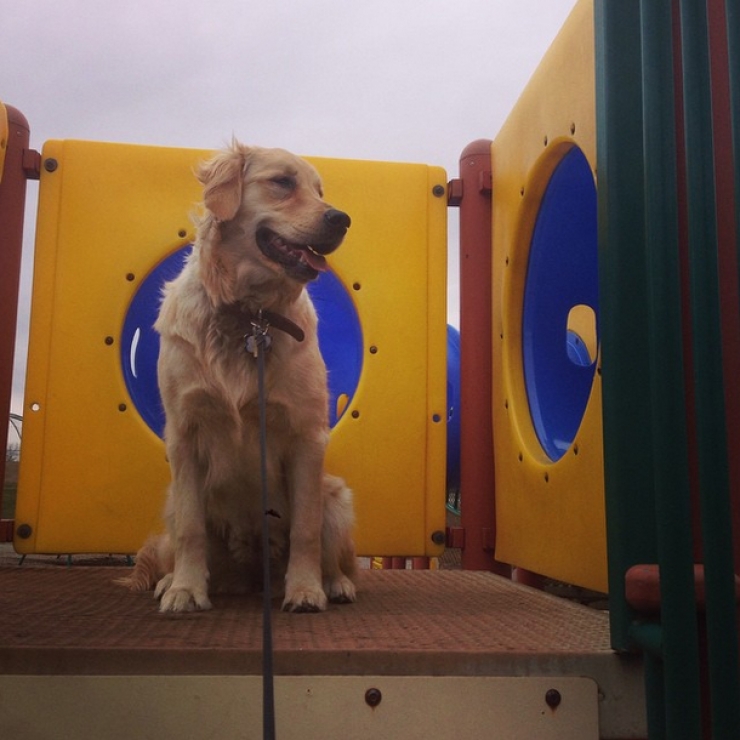 Illustration de l'article : 14 chiens qui s'amusent comme des fous dans des parcs de jeux
