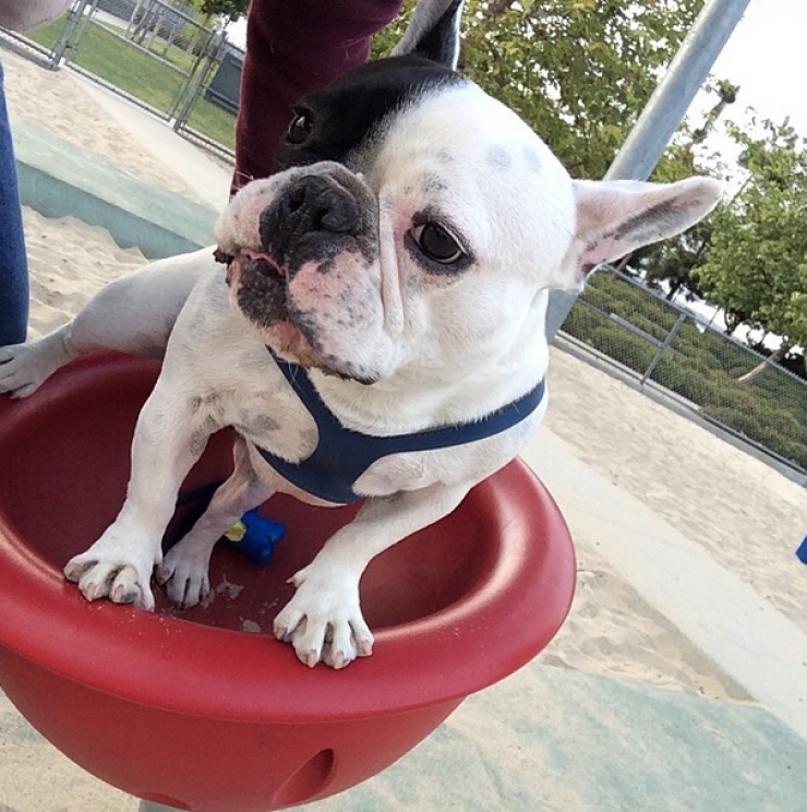 Illustration de l'article : 14 chiens qui s'amusent comme des fous dans des parcs de jeux