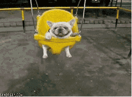 Illustration de l'article : 14 chiens qui s'amusent comme des fous dans des parcs de jeux