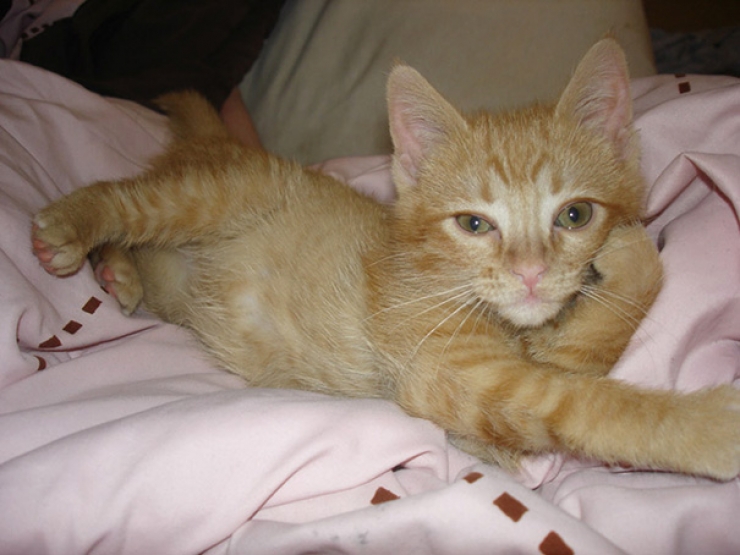 Illustration de l'article : Ces animaux qui prennent une pose sexy pour s&eacute;duire l'objectif...