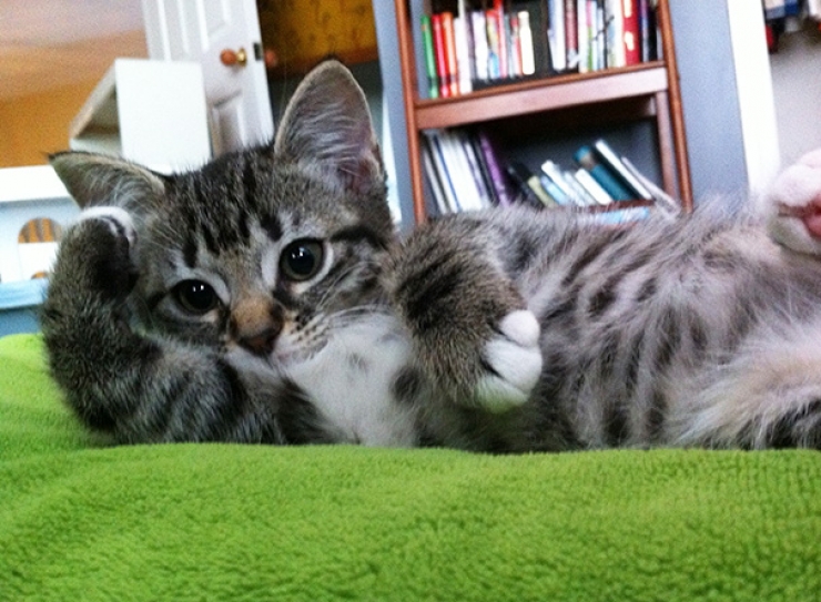 Illustration de l'article : Ces animaux qui prennent une pose sexy pour s&eacute;duire l'objectif...