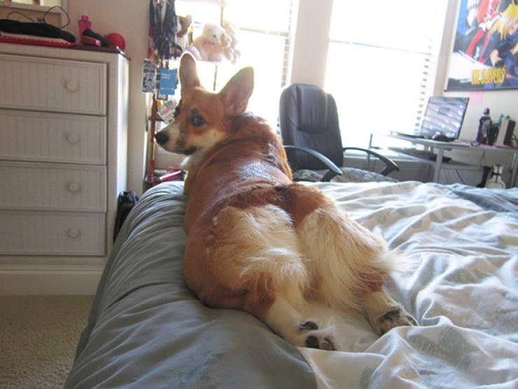 Illustration de l'article : Ces animaux qui prennent une pose sexy pour s&eacute;duire l'objectif...