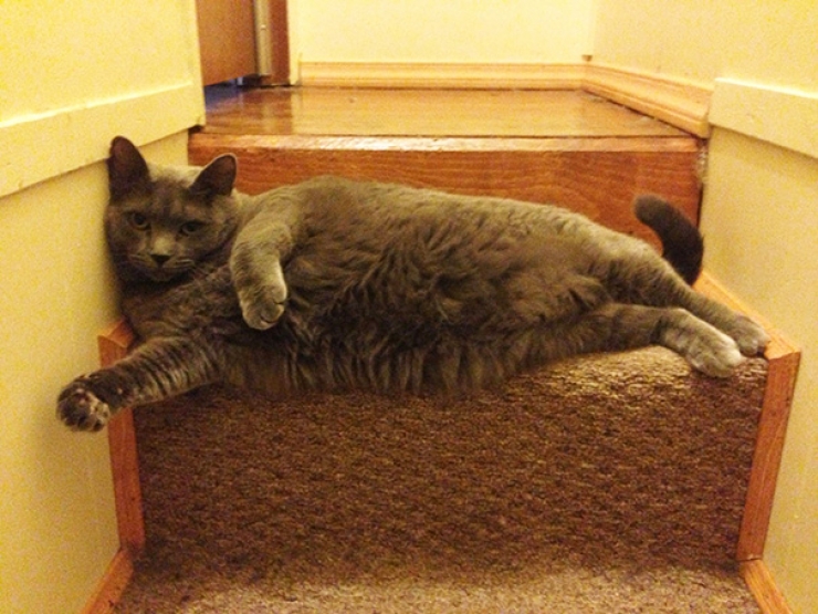 Illustration de l'article : Ces animaux qui prennent une pose sexy pour s&eacute;duire l'objectif...