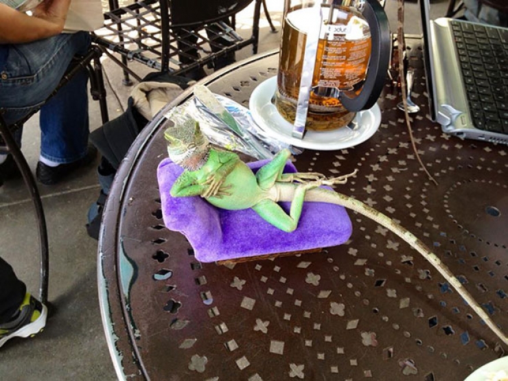 Illustration de l'article : Ces animaux qui prennent une pose sexy pour s&eacute;duire l'objectif...