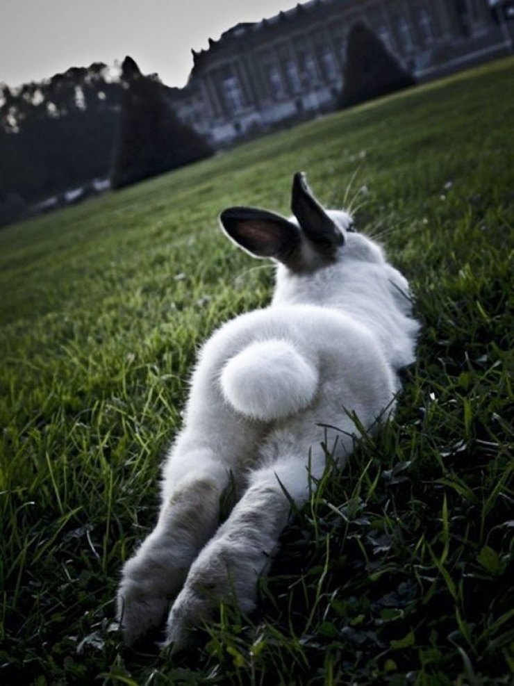 Illustration de l'article : Ces animaux qui prennent une pose sexy pour s&eacute;duire l'objectif...