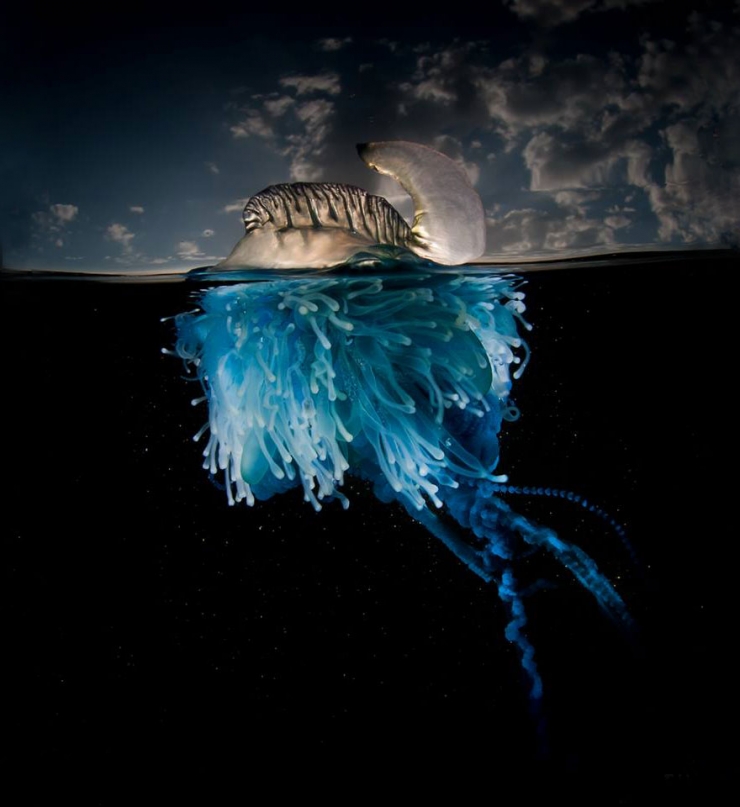 Illustration de l'article : D'époustouflantes photos entre air et mer, par Matty Smith
