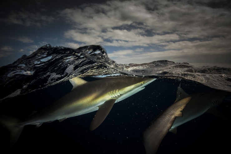 Illustration de l'article : D'époustouflantes photos entre air et mer, par Matty Smith