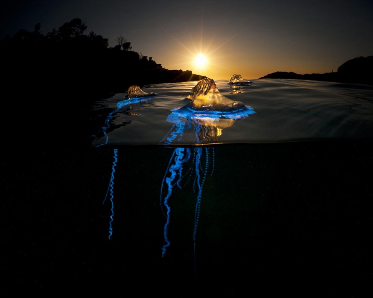 Illustration de l'article : D'époustouflantes photos entre air et mer, par Matty Smith