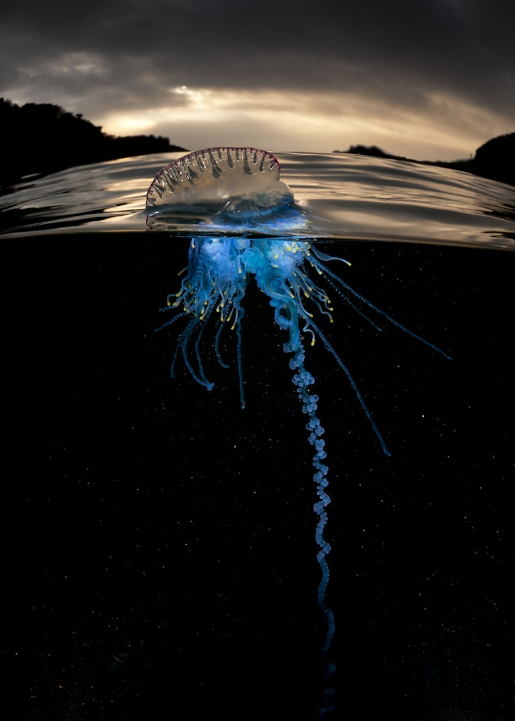 Illustration de l'article : D'époustouflantes photos entre air et mer, par Matty Smith