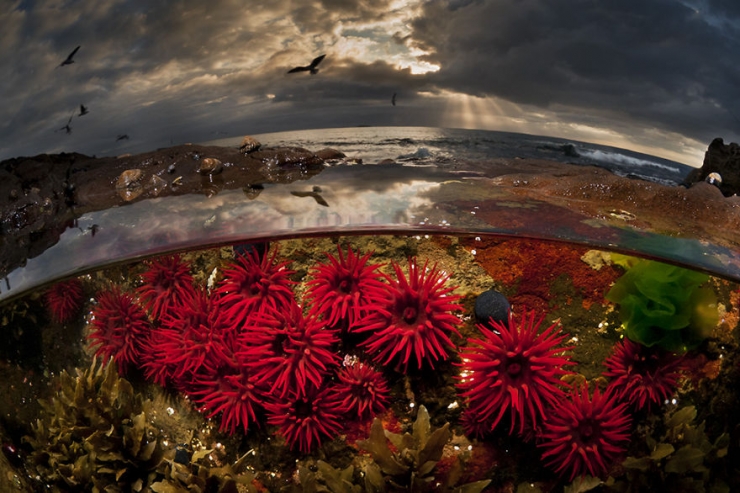 Illustration de l'article : D'époustouflantes photos entre air et mer, par Matty Smith