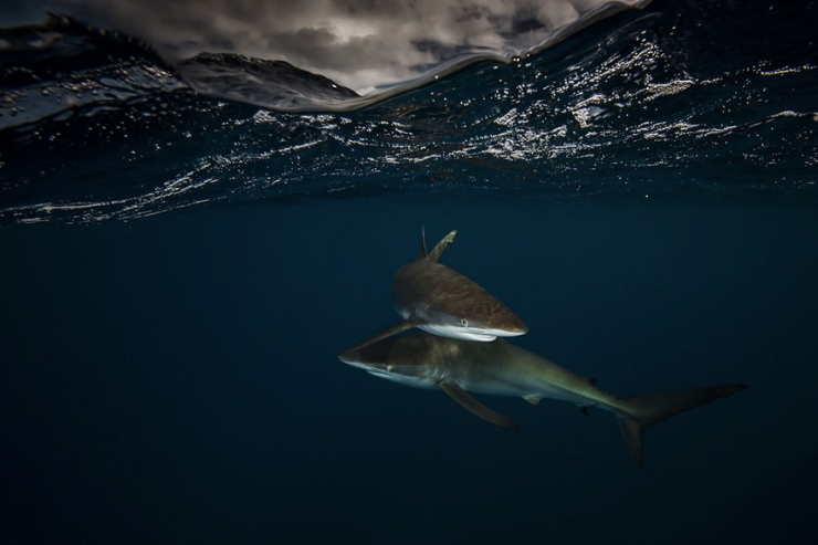 Illustration de l'article : D'époustouflantes photos entre air et mer, par Matty Smith