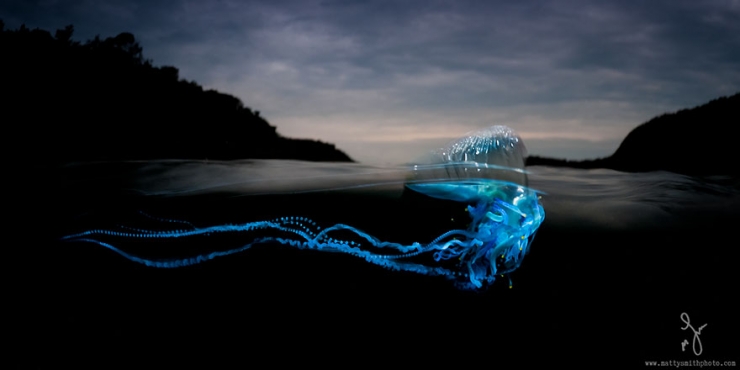 Illustration de l'article : D'époustouflantes photos entre air et mer, par Matty Smith
