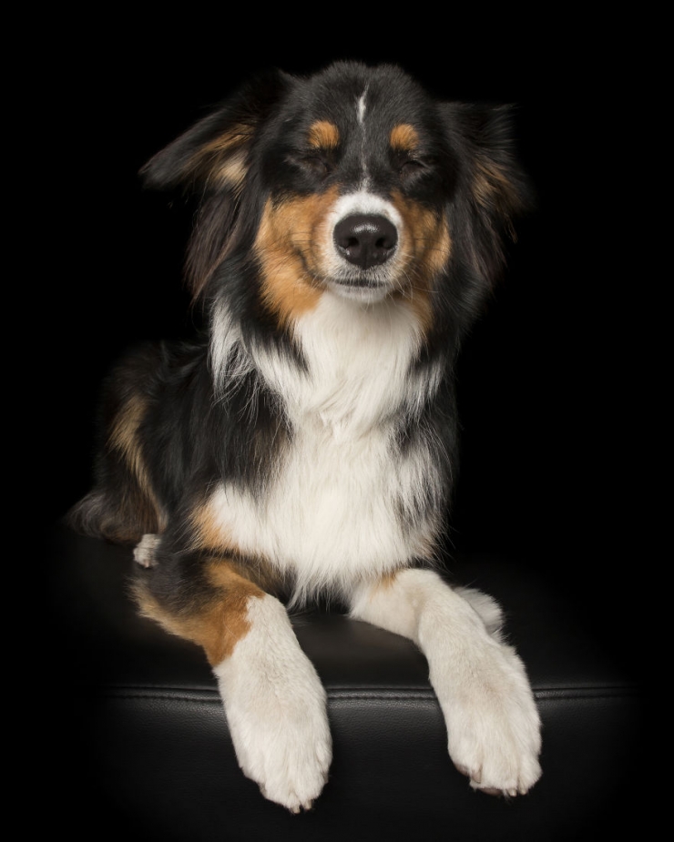 Illustration de l'article : Il n'y a pas plus adorable et plus relaxant que ces photos de chiens totalement d&eacute;tendus