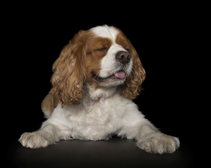 Illustration de l'article : Il n'y a pas plus adorable et plus relaxant que ces photos de chiens totalement d&eacute;tendus