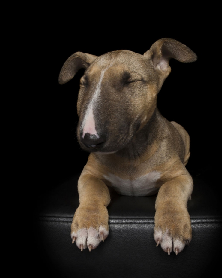 Illustration de l'article : Il n'y a pas plus adorable et plus relaxant que ces photos de chiens totalement d&eacute;tendus