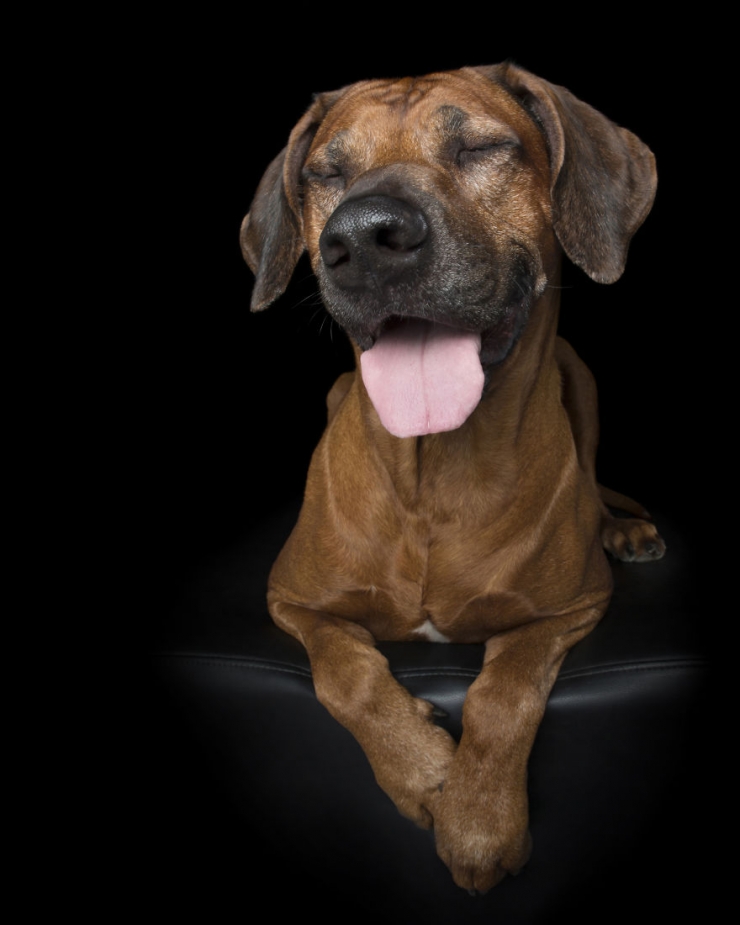 Illustration de l'article : Il n'y a pas plus adorable et plus relaxant que ces photos de chiens totalement d&eacute;tendus