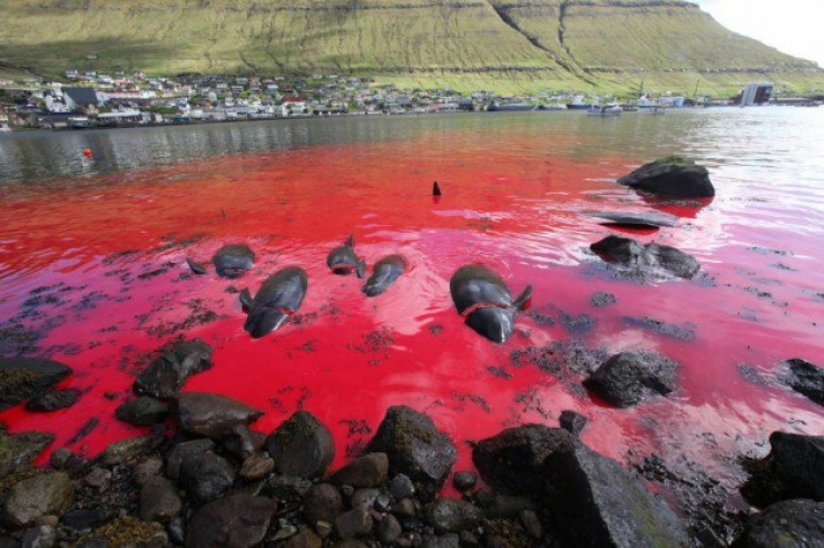 Illustration de l'article : Des centaines de dauphins sont massacr&eacute;s aux &icirc;les F&eacute;ro&eacute;...Au nom de la tradition !