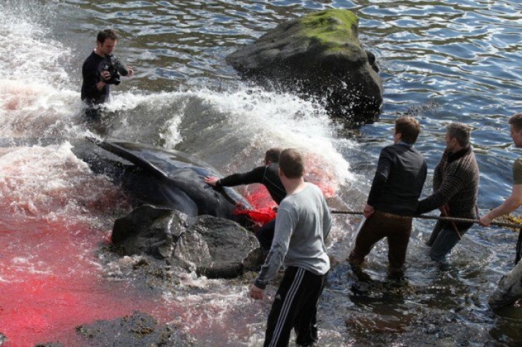 Illustration de l'article : Des centaines de dauphins sont massacr&eacute;s aux &icirc;les F&eacute;ro&eacute;...Au nom de la tradition !