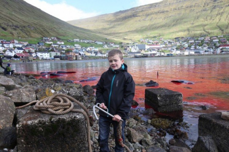 Illustration de l'article : Des centaines de dauphins sont massacr&eacute;s aux &icirc;les F&eacute;ro&eacute;...Au nom de la tradition !