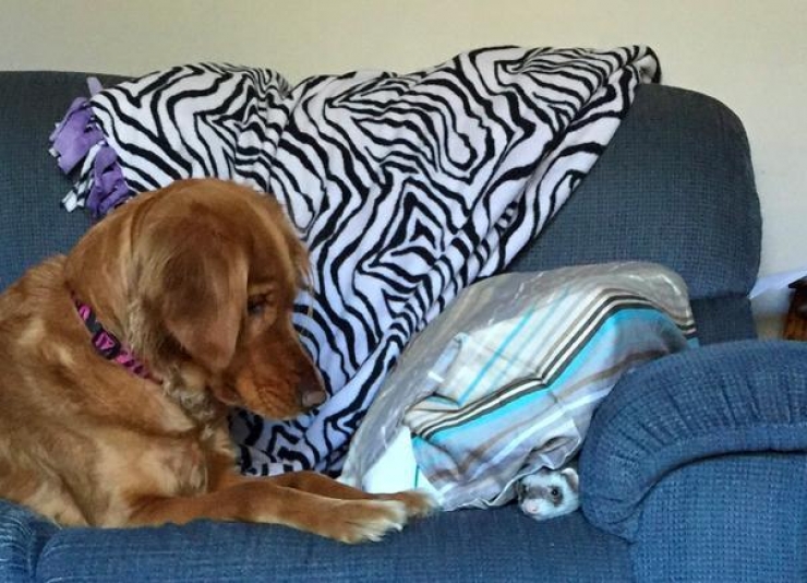 Illustration de l'article : Les chiens et les furets peuvent &ecirc;tre d'excellents amis. La preuve avec ces 18 photos