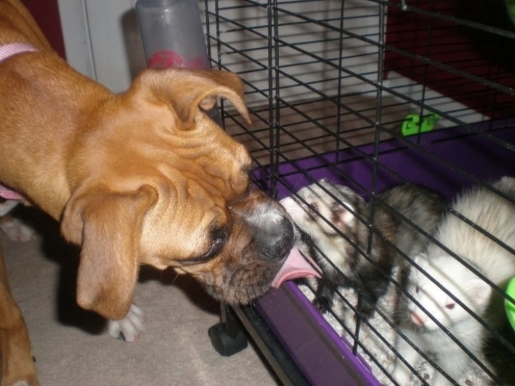 Illustration de l'article : Les chiens et les furets peuvent &ecirc;tre d'excellents amis. La preuve avec ces 18 photos