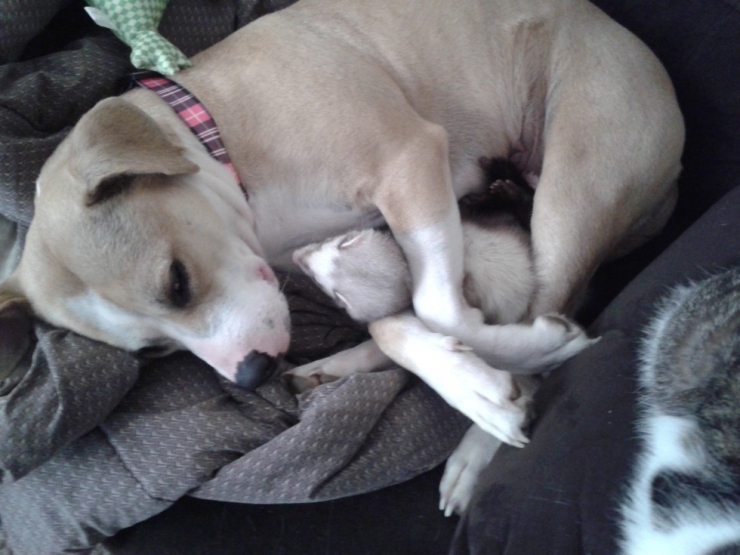 Illustration de l'article : Les chiens et les furets peuvent &ecirc;tre d'excellents amis. La preuve avec ces 18 photos